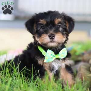 Bobby, Morkie / Yorktese Puppy